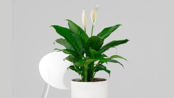 Cinco plantas ideales para purificar tu hogar; belleza, frescura y salud natural en casa