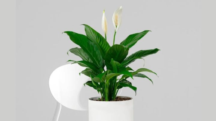 Cinco plantas ideales para purificar tu hogar; belleza, frescura y salud natural en casa