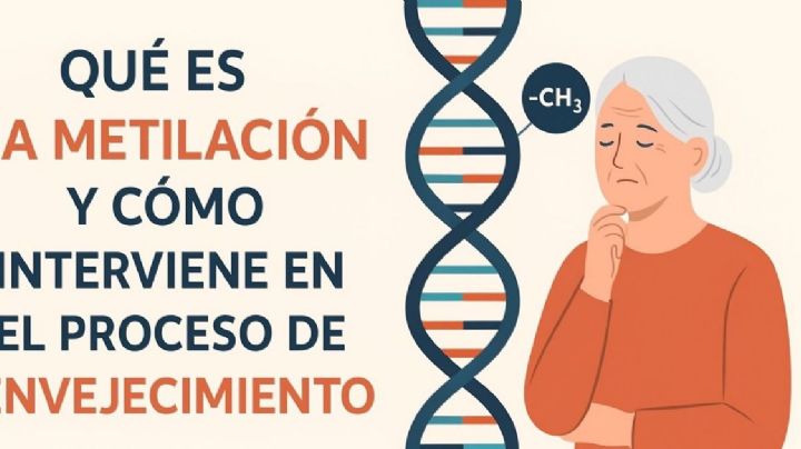 Qué es la metilación y cómo interviene en el proceso de envejecimiento