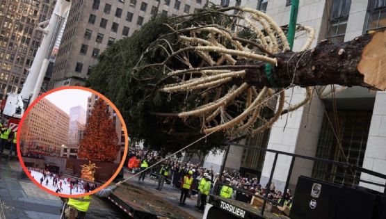 El árbol de Rockefeller llega a Nueva York; la magia navideña ya se enciende