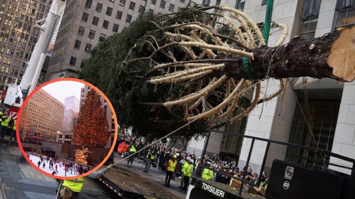 El árbol de Rockefeller llega a Nueva York; la magia navideña ya se enciende