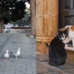 ¿De ave a gatito?; gaviota maúlla frente a máquina para conseguir comida y se vuelve viral