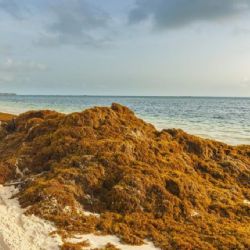 Playas de Cancún son invadidas por sargazo; estas son las más contaminadas