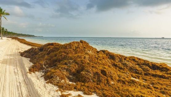 Playas de Cancún son invadidas por sargazo; estas son las más contaminadas