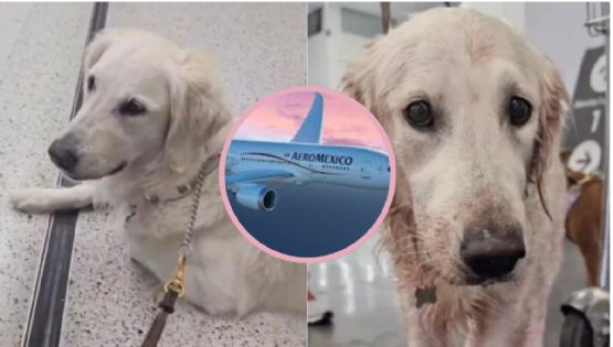 ¡Indignación en redes! ‘Maple’ la perrita que sufrió daños durante vuelo de Aeroméxico