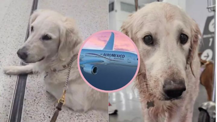 ¡Indignación en redes! ‘Maple’ la perrita que sufrió daños durante vuelo de Aeroméxico