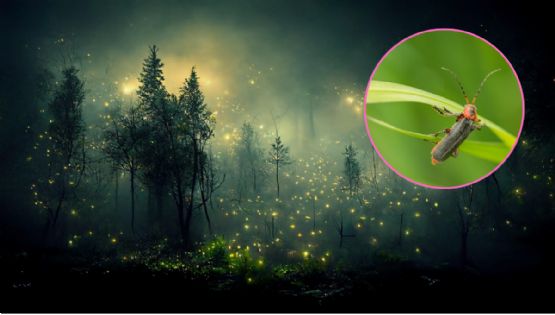 Festival Internacional de las Luciérnagas 2025: fechas y costos de esta experiencia luminosa
