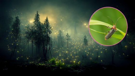 Festival Internacional de las Luciérnagas 2025: fechas y costos de esta experiencia luminosa