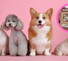 ¿Tu mascota necesita 'CURP'? Te Decimos por qué es crucial para su bienestar