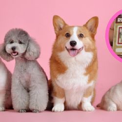 ¿Tu mascota necesita 'CURP'? Te Decimos por qué es crucial para su bienestar