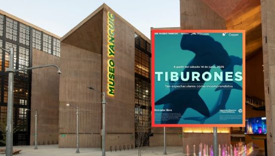 Exposición de tiburones GRATIS en el Museo Yancuic: directo desde Nueva York