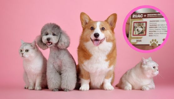 ¿Tu mascota necesita 'CURP'? Te Decimos por qué es crucial para su bienestar