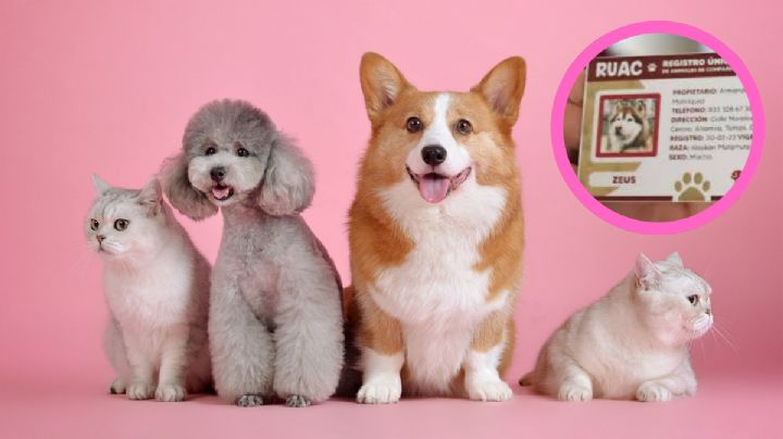 ¿Tu mascota necesita 'CURP'? Te Decimos por qué es crucial para su bienestar