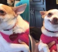 Tu perro no se equivoca: esto es lo que detecta en las personas