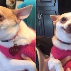 Esta es la razón por la que tu perro sólo le ladra a algunas personas