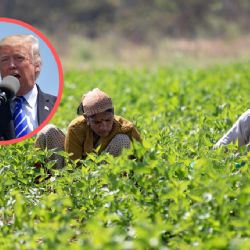 Visa americana H-2A y H-2B: ¿por qué Trump protegerá a migrantes con estos permisos?