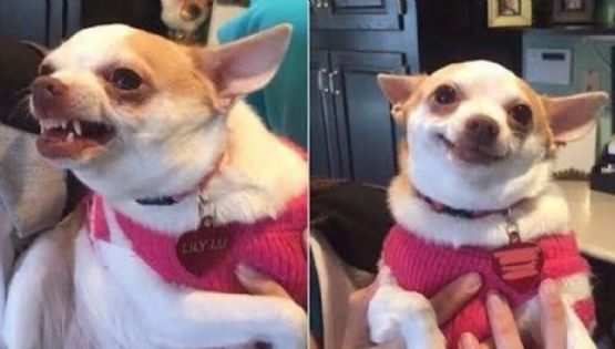 Esta es la razón por la que tu perro sólo le ladra a algunas personas