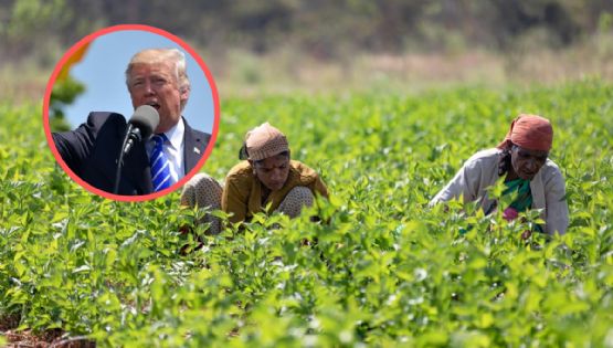 Visa americana H-2A y H-2B: ¿por qué Trump protegerá a migrantes con estos permisos?