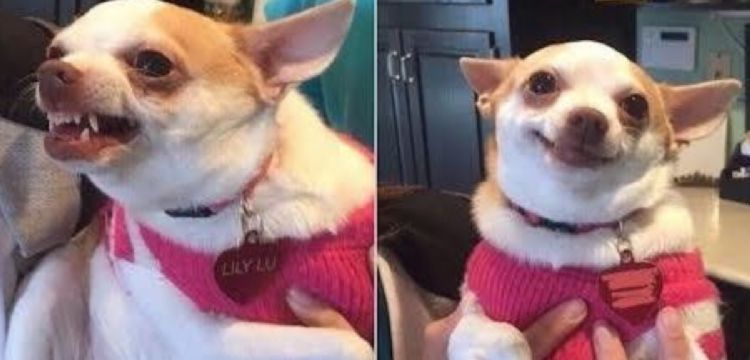 Tu perro no se equivoca: esto es lo que detecta en las personas
