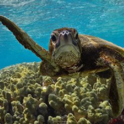Día de las tortugas marinas: México es uno de los países con más diversidad de tortugas marinas