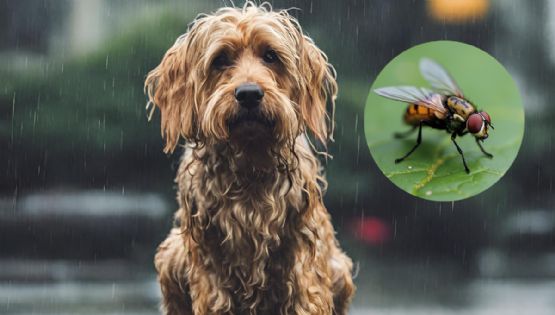 Gusano barrenador: protege a tu mascota de esta temida plaga; sigue estos consejos veterinarios