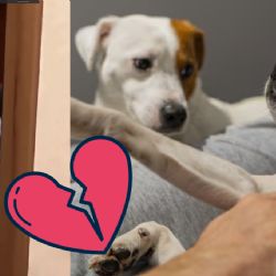 ¿Gatos y perros celosos? Estudio revela que las mascotas sí sienten celos
