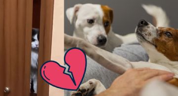 ¿Gatos y perros celosos? Estudio revela que las mascotas sí sienten celos
