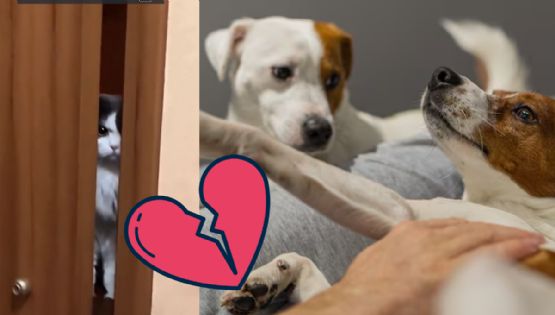 ¿Gatos y perros celosos? Estudio revela que las mascotas sí sienten celos