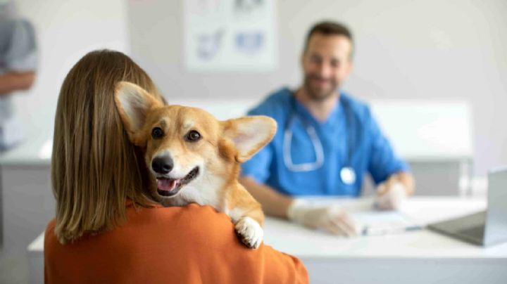 Cáncer: así podrías salvarle la vida a tu perro; estas son las señales para detectarlo