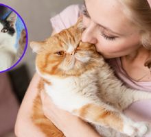 ¿Por qué los amantes de los gatos son tan especiales? Esto revela la psicología de los 'catlovers'
