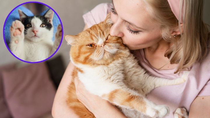 ¿Por qué los amantes de los gatos son tan especiales? Esto revela la psicología de los 'catlovers'
