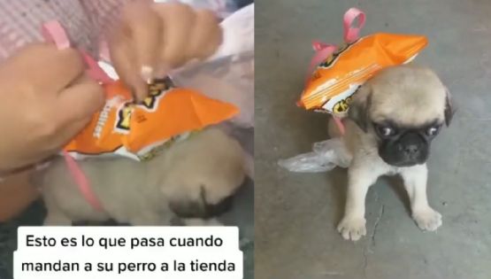 ¿Su primera chamba? Perrito ayuda a su dueña haciéndole los mandados | VIDEO