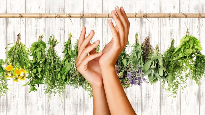 ¿Uñas débiles? Estas plantas naturales te ayudarán a lucir una manicura fuerte y hermosa este verano