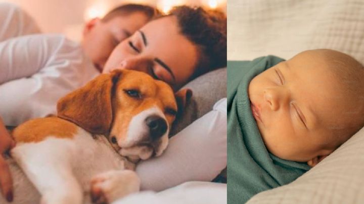 ¿Hijos o perrijos? Por esta razón las parejas prefieren tener mascotas