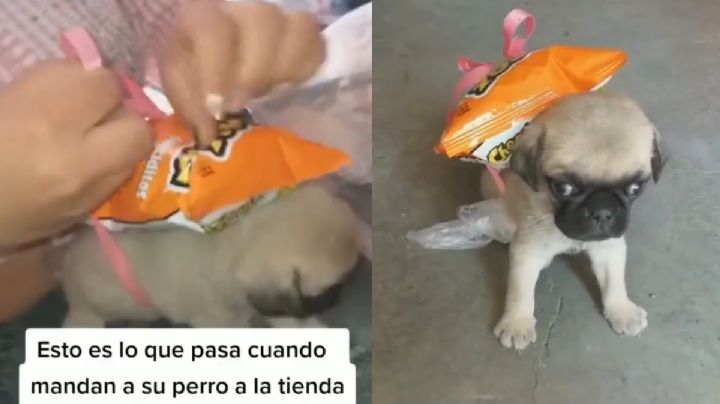 ¿Su primera chamba? Perrito ayuda a su dueña haciéndole los mandados | VIDEO