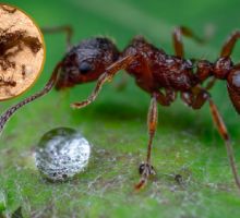 Cómo eliminar hormigueros sin pesticidas: 5 métodos naturales y efectivos