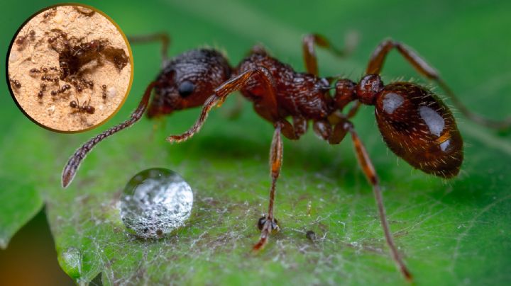 Cómo eliminar hormigueros sin pesticidas: 5 métodos naturales y efectivos