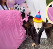 VIDEO| Vaca se vuelve viral con lujosa fiesta de cumpleaños y un vestido rosa