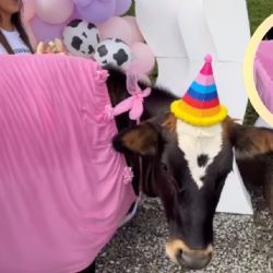 VIDEO| Vaca se vuelve viral con lujosa fiesta de cumpleaños y un vestido rosa