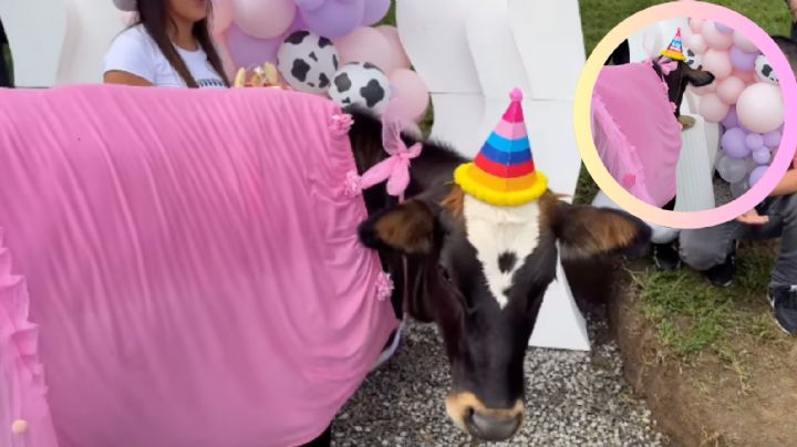 VIDEO| Vaca se vuelve viral con lujosa fiesta de cumpleaños y un vestido rosa