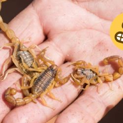 Temporada de alacranes: reconoce cuáles son venenosos