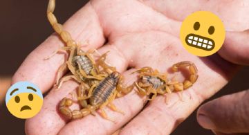 Temporada de alacranes: reconoce cuáles son venenosos