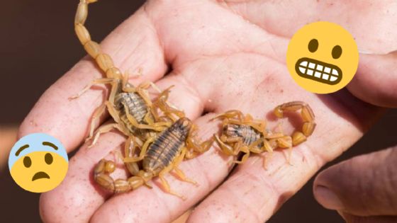 Temporada de alacranes: reconoce cuáles son venenosos