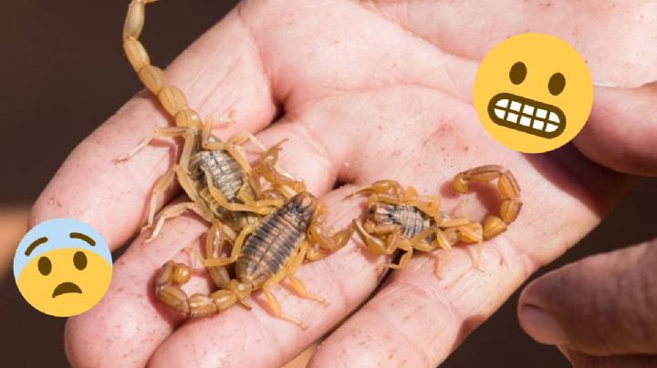 Temporada de alacranes: reconoce cuáles son venenosos