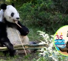 Xin Xin, la panda 100% mexicana cumple 35 años; conoce todo sobre su historia