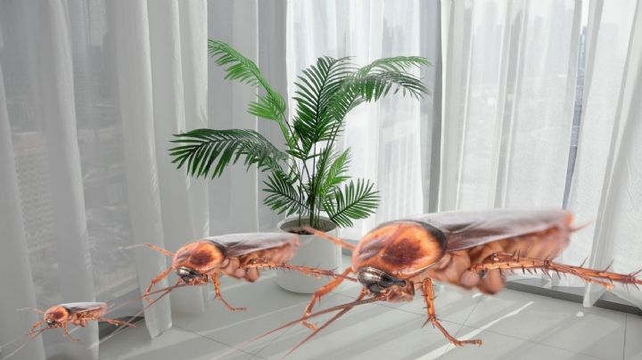 ¿Tienes esta planta? Podrías estar atrayendo cucarachas a tu casa