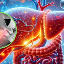 Hígado graso: expertos revelan las claves para revertirlo y recuperar la salud hepática