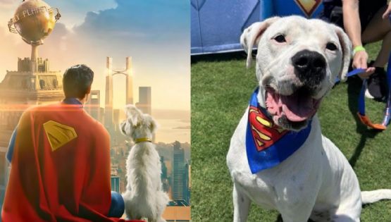 Superman no brilla solo: Krypto inspira un boom de adopciones de perros alrededor del mundo