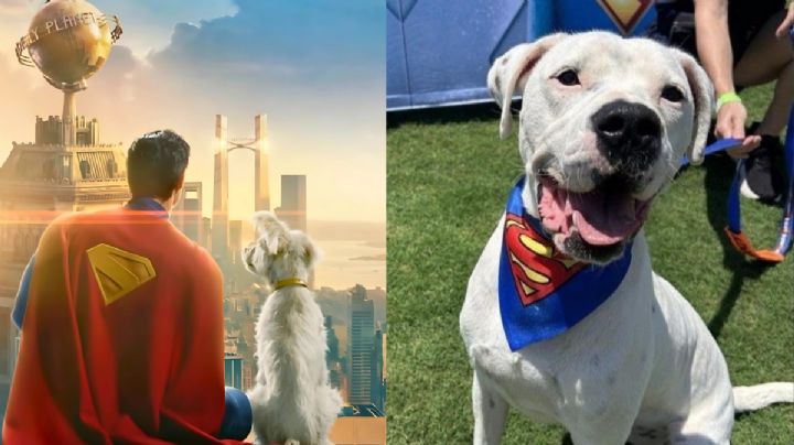 Superman no brilla solo: Krypto inspira un boom de adopciones de perros alrededor del mundo