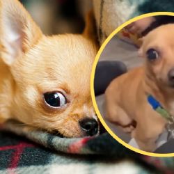 VIDEO | Perrito chihuahua es adoptado, pero entiende únicamente este idioma